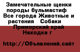 Замечательные щенки породы бульмастиф - Все города Животные и растения » Собаки   . Приморский край,Находка г.